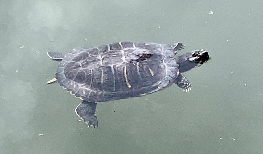 Een van de drie schildpadden in het water van het Haarlemmermeerse bos.