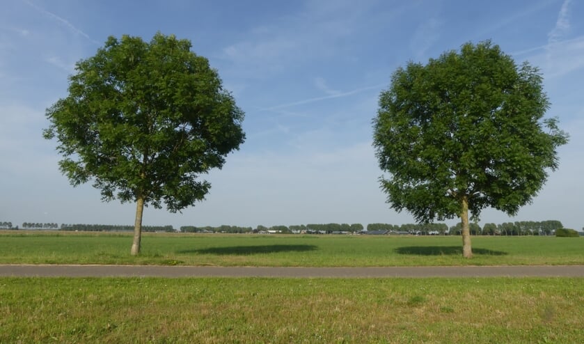 Twee bomen vormen het onderwerp van deze foto in de Plaesmanhoek, gemaakt door Ada Bolkestein.