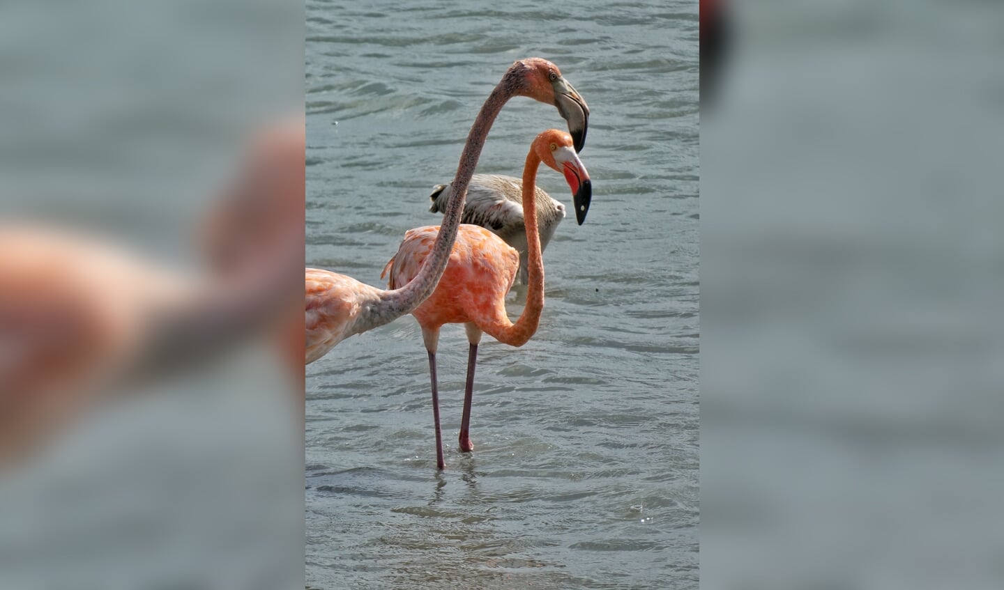 De foto is deze zomer gemaakt op Curaçao. Mijn allereerste verre vakantie. Vliegen is niet mijn grootste hobby dus het was voor mij een hele overwinning Voor mijn vakantie had ik een nieuwe camera gekocht, met zoomlens. Ik moest en zou een mooie maar zeker ook scherpe foto maken van een flamingo. Mijn nieuwe camera heeft me daar zeker niet teleurgesteld. Ik heb prachtige foto's kunnen schieten van de flamingo's die toch nog wel op aardig afstandje van ons stonden.