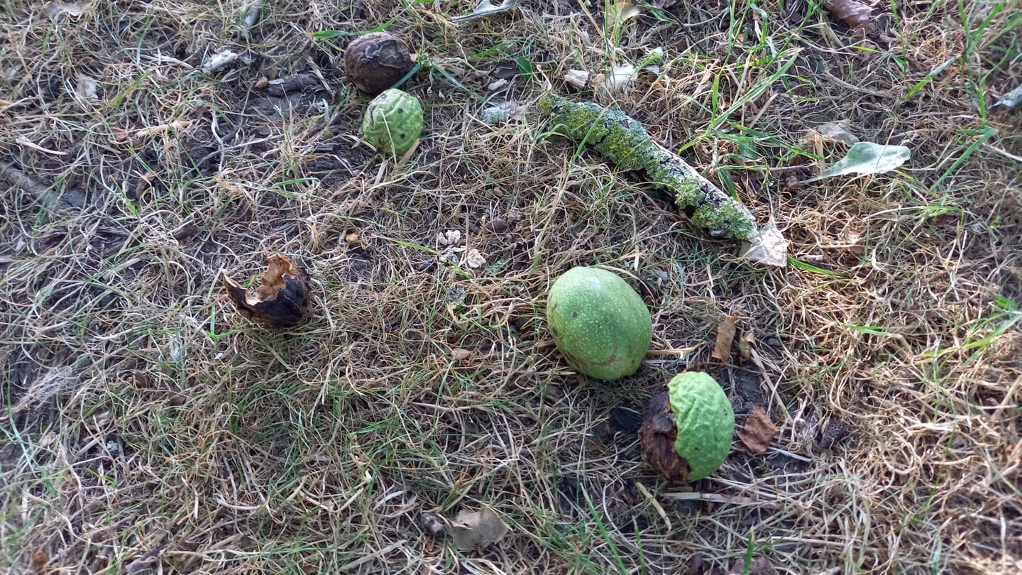 De walnoten vallen vroeg uit de boom