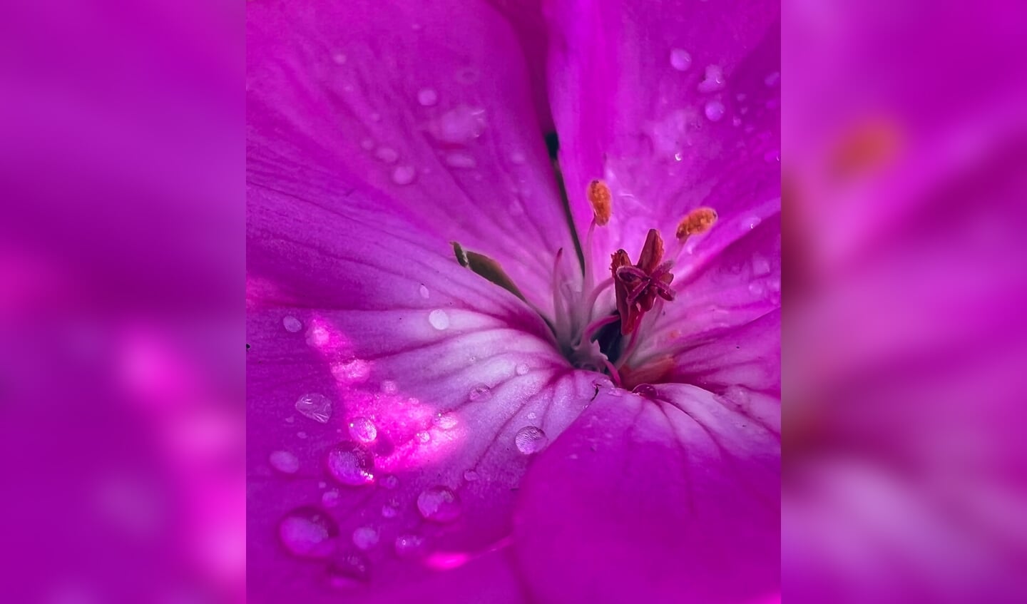 'Deze geranium groeit fantastisch deze zomer. De prachtige kleur geeft thuis een zomers vakantiegevoel. Vathorst, 27 juni 2022.'