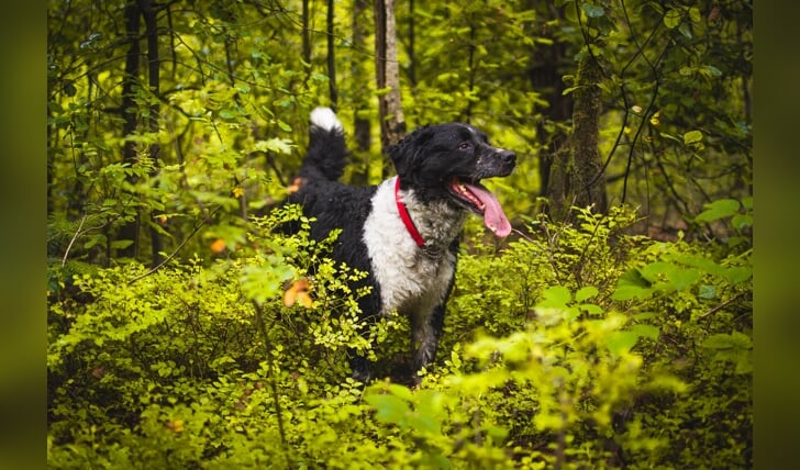 ,,Deze foto is genomen tijdens een boswandeling met de hond. Hij was vrolijk de bosjes ingesprongen om daar te liggen, en was net opgestaan toen ik deze foto van hem nam.