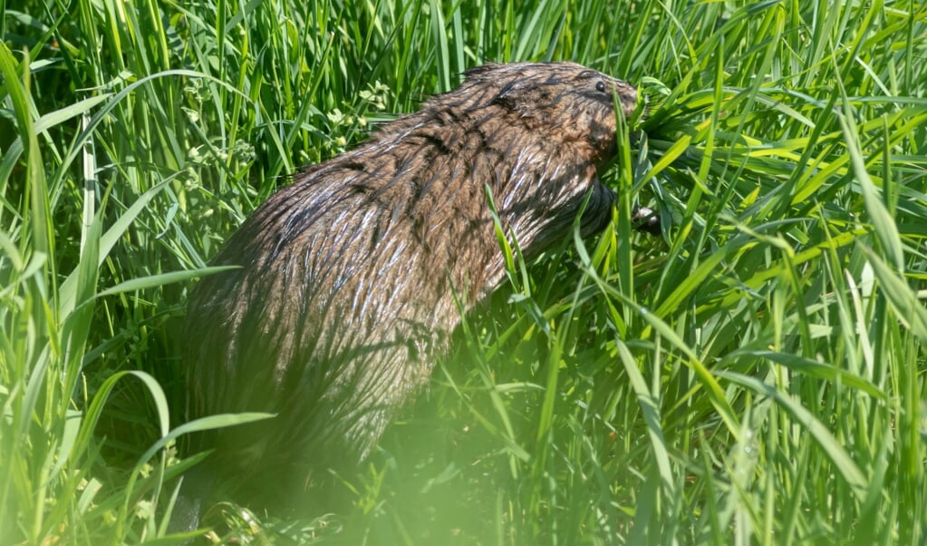 Bever in Groot-Duivendrechtse Polder