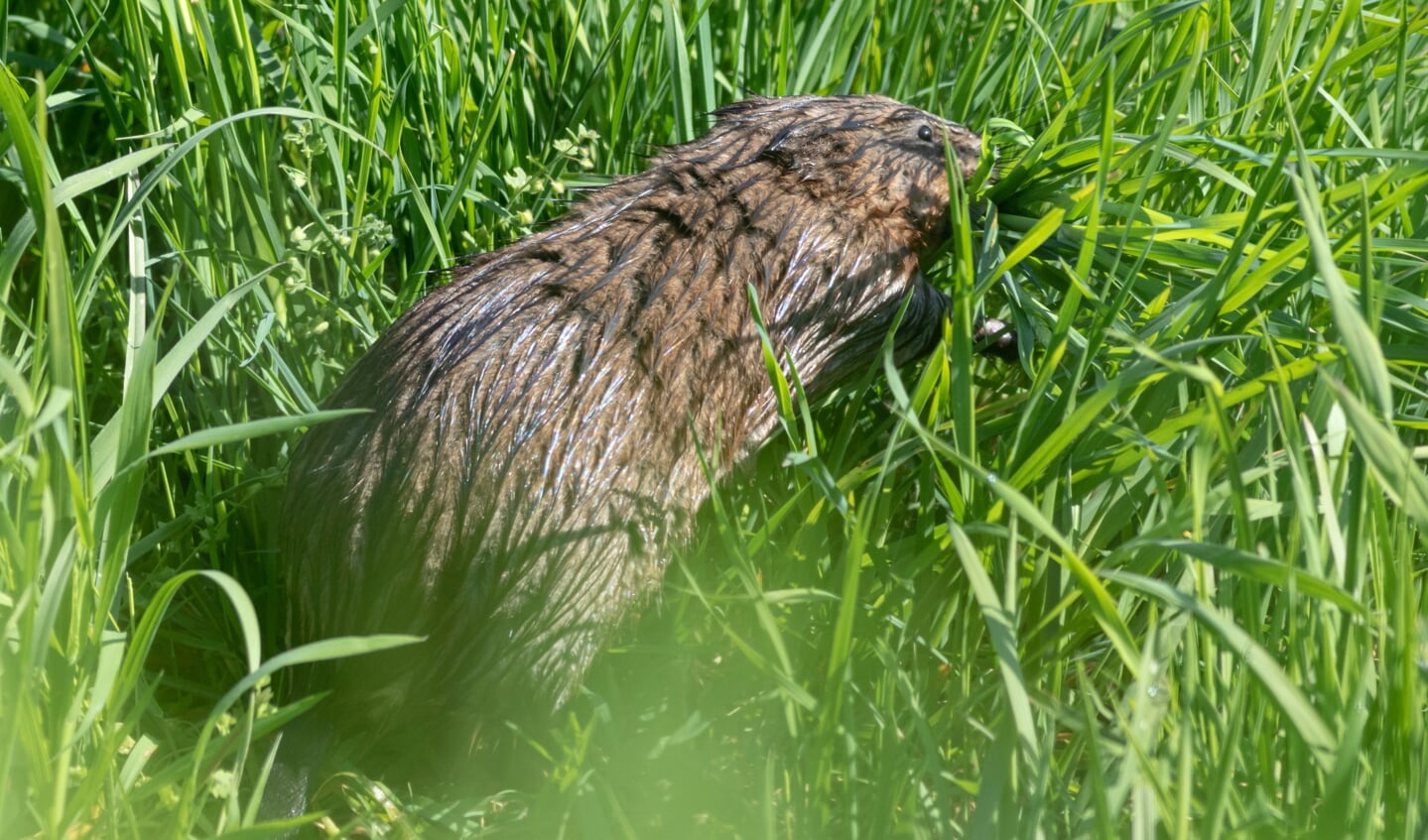 Bever in Groot-Duivendrechtse Polder