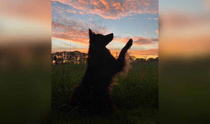,,Hond Pår die een pootje geeft met ondergaande zon in de groeiende bloemenrand in het buitengebied van Nijkerk.