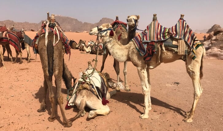 Roelanda Reijntjes: ,,Deze foto is in april van dit jaar genomen. We maakten een jeeptour door Wadi Rum, een woestijn in Jordanië en zagen deze mooie kamelen onderweg.