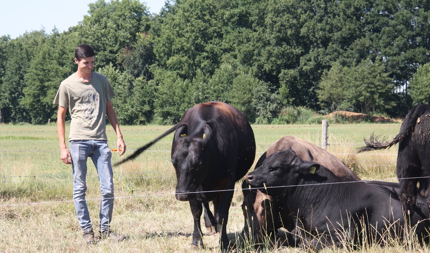 Angus runderen zijn geschikt voor regeneratieve landbouw.