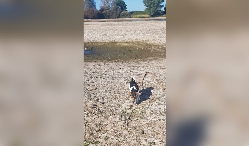 ,,Onze hond had graag een verfrissende duik genomen samen met zijn oppas. Maar helaas...
