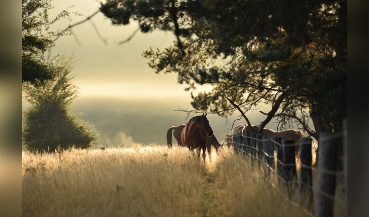 21-08-2022 - Paarden aan beide kanten van het hek bij Nieuw-Reemst (Planken Wambuis) tijdens een wandeltocht in de vroege ochtend.