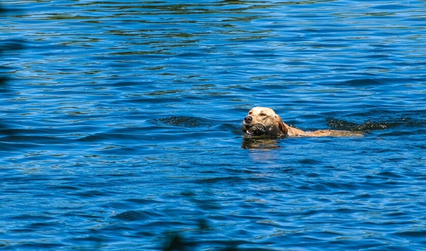 Tropische plaatsjes in de Haarlemmermeer