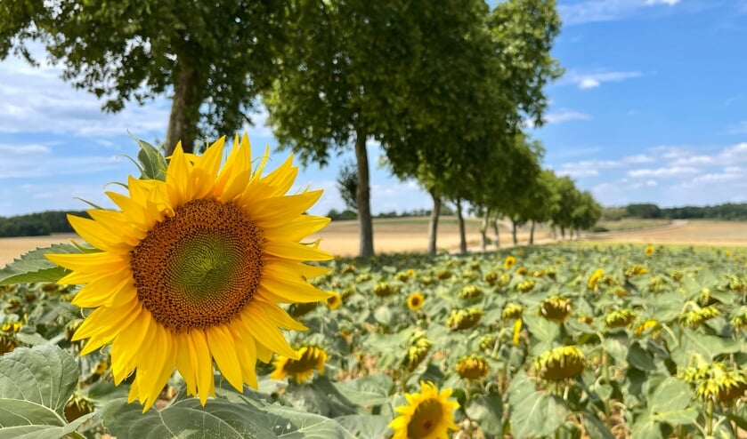,,Altijd weer een ‘thuiskomen’, zonnebloemen in Frankrijk, we zijn er weer!