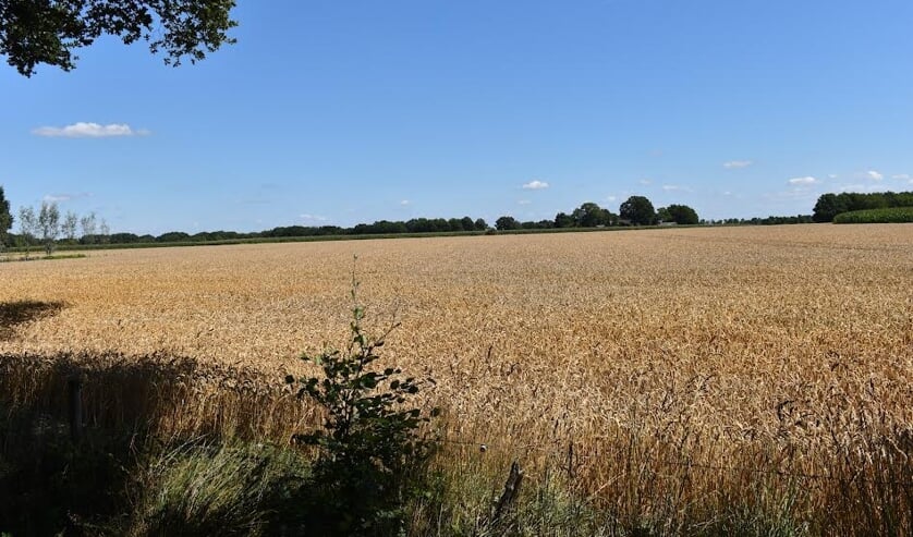 ,,Een graanveld in de buurt van het Drentse Diever op deze fraaie zomerse zondag.