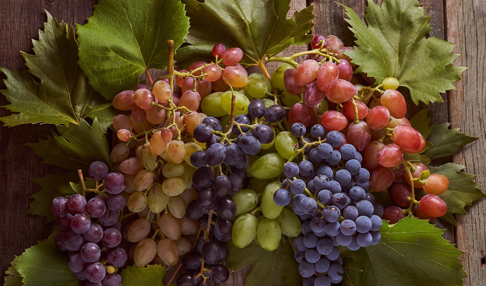 Wijnproeverij: druivenrassen
