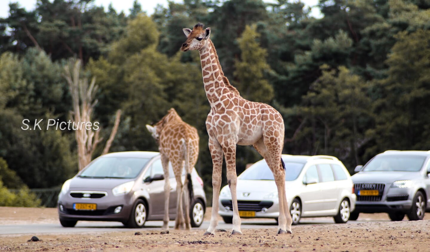 Interactie tussen mens en dier, Safaripark Beekse Bergen.