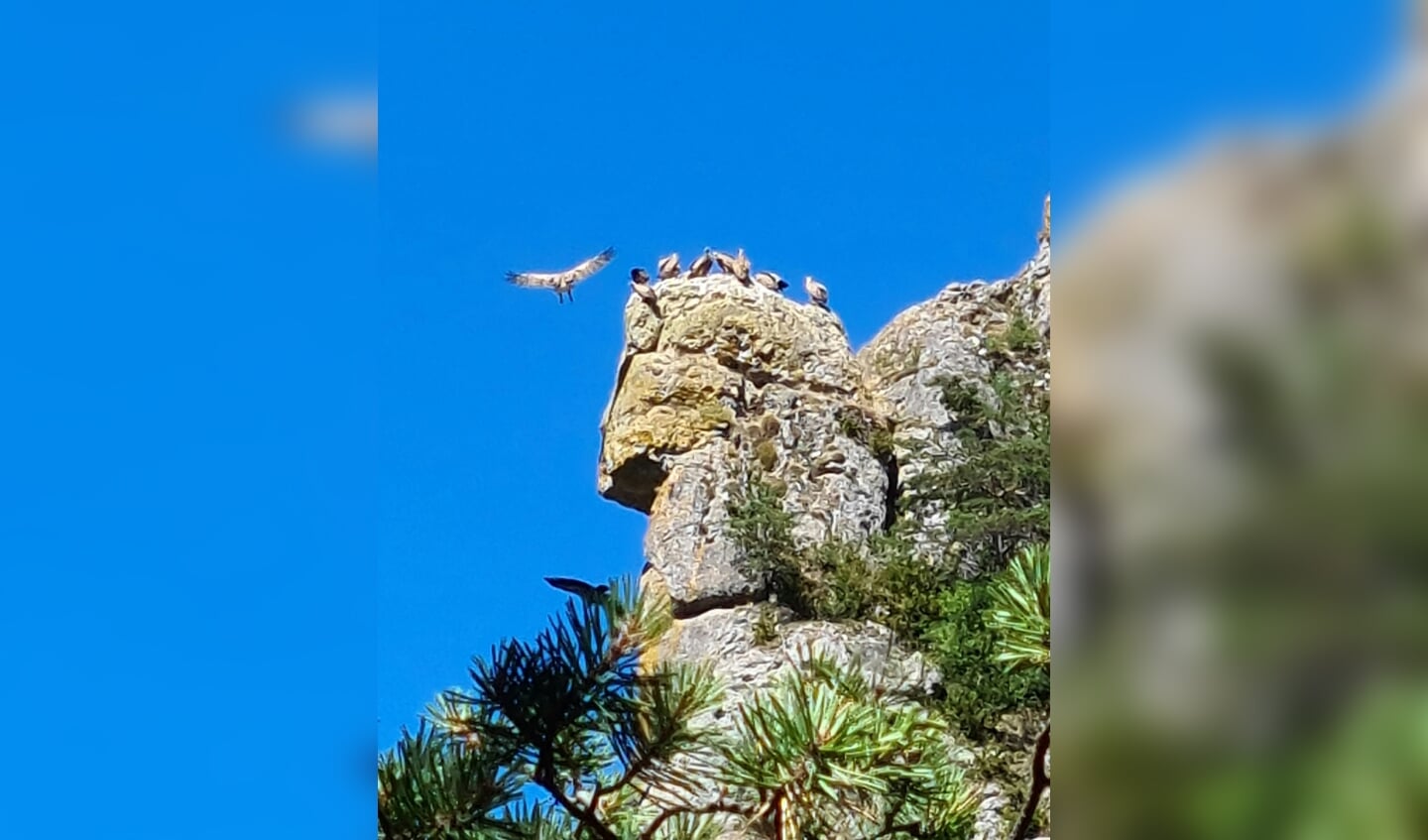 Bergwandeling in de Gorge du Tarn  op zoek naar gieren met hun jongen.