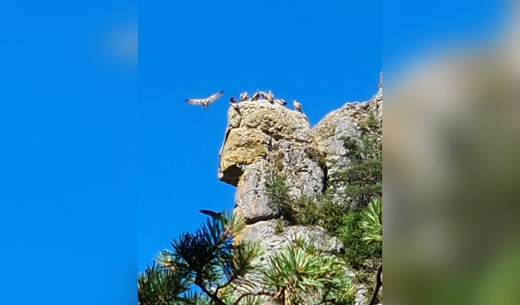 Bergwandeling in de Gorge du Tarn  op zoek naar gieren met hun jongen.