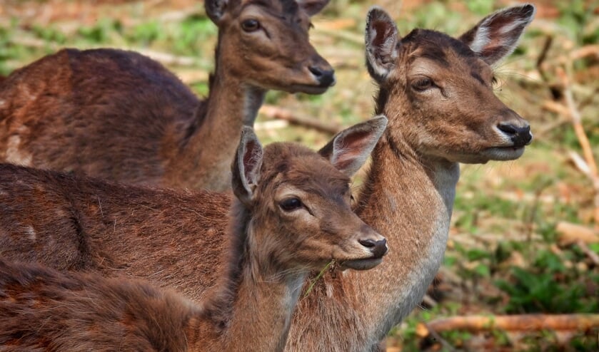 'Op een uurtje rijden afstand van Amersfoort ligt net over de grens met Duitsland, Wildpark Anholter Schweiz. Een prachtig natuurgebied waar van alles te zien en te doen is. Wilde dieren leven daar in een natuurlijke omgeving i.p.v kooien, wat het ideaal maakt om ze te spotten, bekijken en te fotograferen van heel dichtbij.'