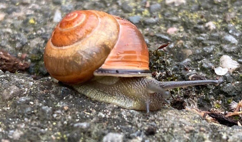 'Hoewel 't vakantie is, zie ik nog veel mensen rennen en vliegen.
Deze week zag ik deze slak (net als vele andere) in Hoevelaken rustig oversteken. Ik besloot een voorbeeld te nemen aan haar tempo.'