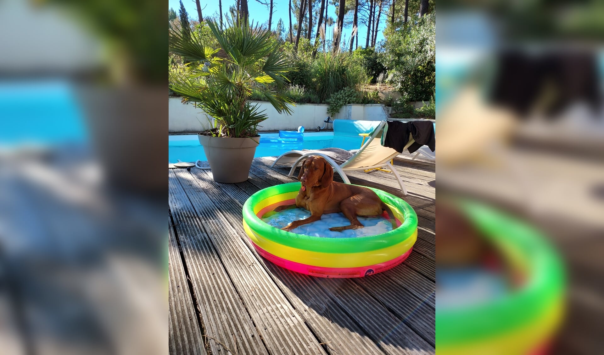 Ons vakantiehuis in Lacanau-ocean deze zomervakantie, hier was het soms heel warm. Dus niet alleen wij zochten de verkoeling van het zwembad. Onze hond Hicky kon ook genieten van zijn zwembadje.