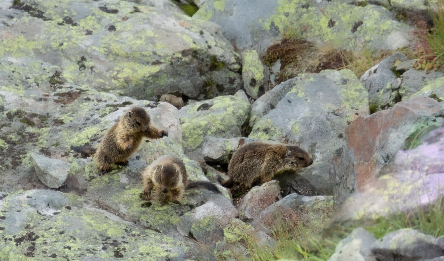 'Drie jonge Mürmeltiere (alpenmarmotten) stoeien in de Oostenrijkse bergen.'