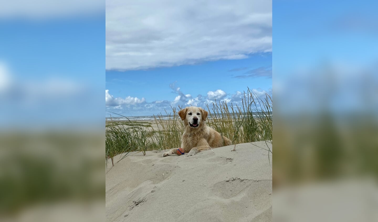 'Lucca onze dierbare 9 jarige en fotogenieke golden ligt hier op haar en onze lievelingsplek. De duinen op het strand van Vlieland.'