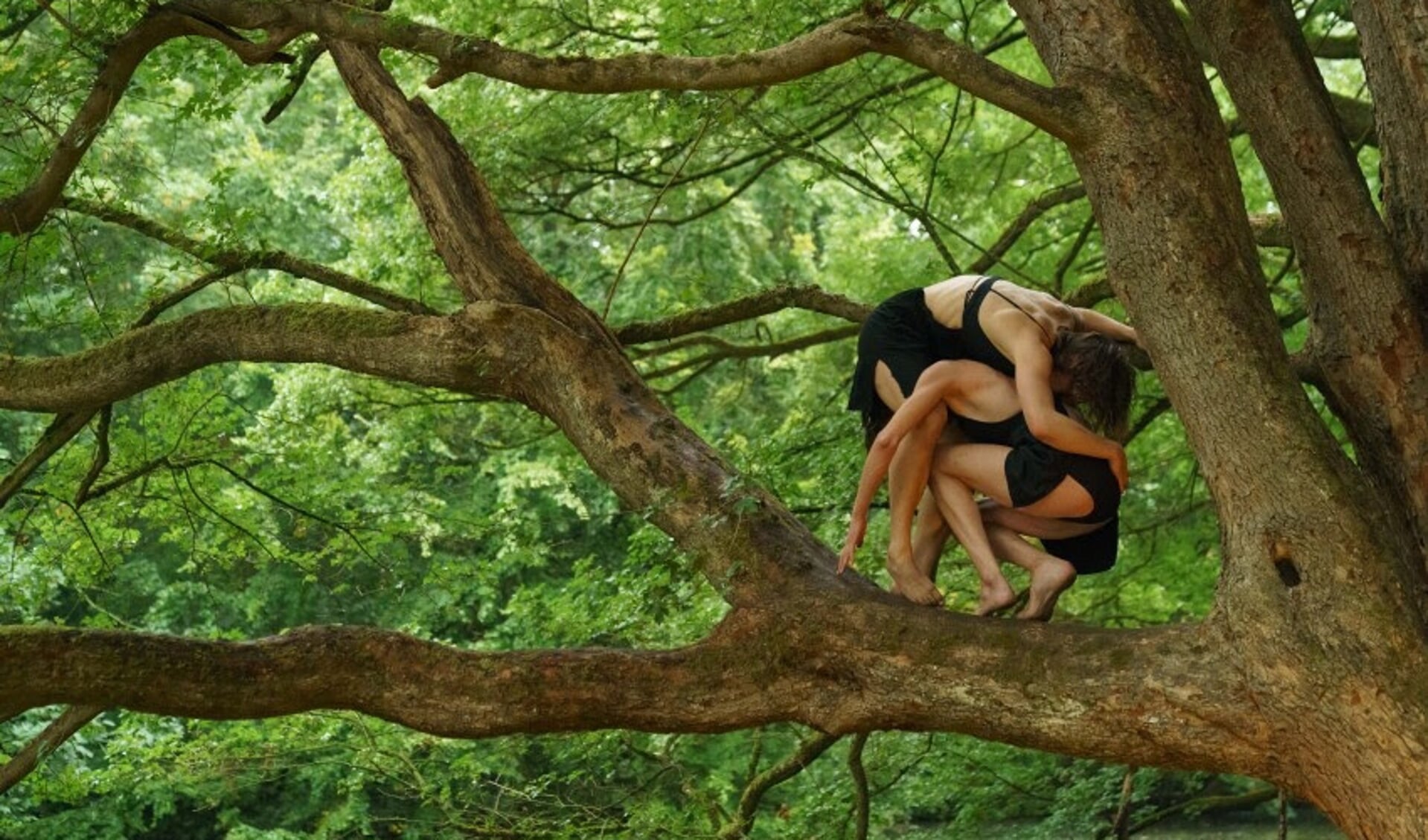 Een grote boom, vormt de theaterzaal van Sehnsucht. Deze sensuele mimevoorstellling van Merette van Hijfte & Pleuni Veen is een van de elf voorstellingen tijdens Boslab Theaterfestival 