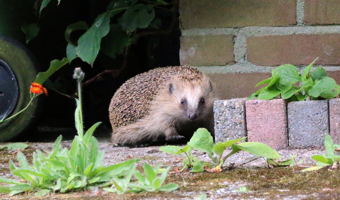 ,,In mijn eigen tuin in Leersum, zijn met regelmaat 2 egels te zien. De grote egel snuift en gromt de hele dag luidruchtig door de struiken met een kleinere egel achter zich aan. Met regelmaat steken beide egels over het terras naar een volgende border. Op mijn buik op het gras net zo lang gewacht tot ze weer ergens een oversteek zouden maken. Op deze foto kijkt hij of zij recht in de lens en mooi is dat pootje dat net een volgende stap zet.