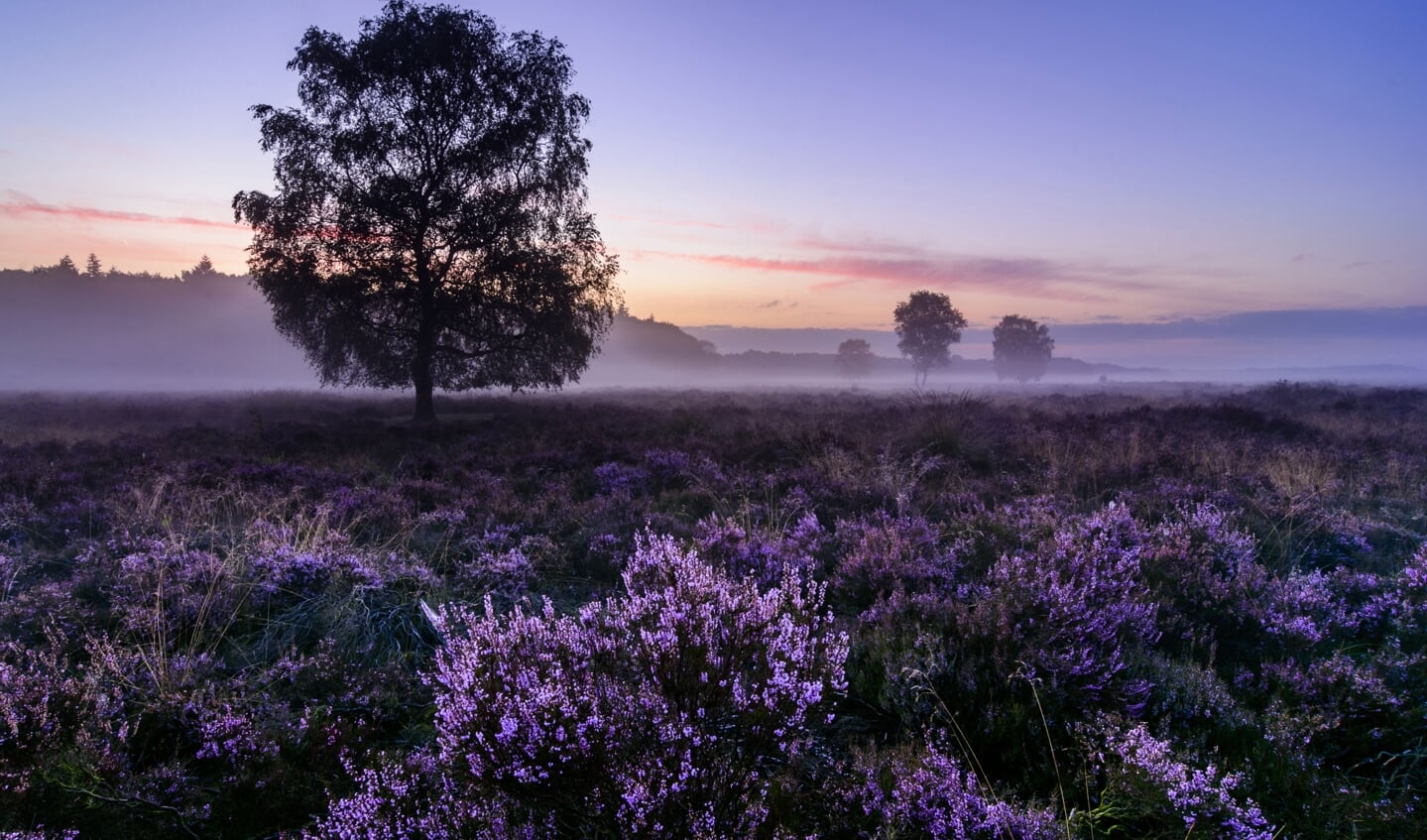 bloeiende heide