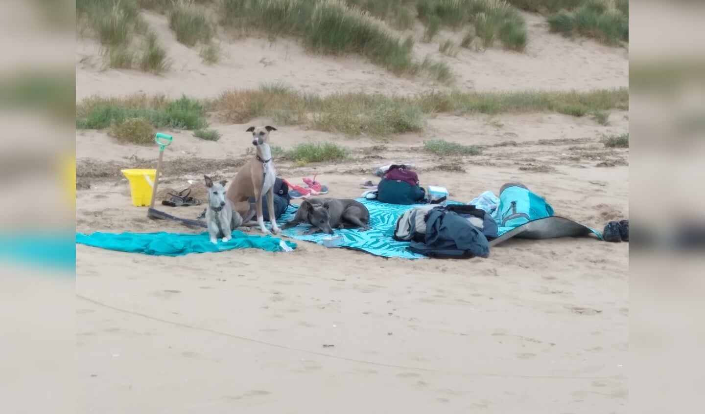 'Deze foto maakte ik in Norfolk, Engeland, waar werkelijk ontzettend veel mensen rondlopen met een hond. Op het strand was een gezin aan het zwemmen en ze lieten de honden achter als 'baywatch'.' 
