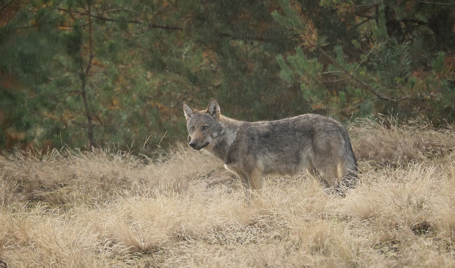 De wolf die Gert-Jan van Sligtenhorst zaterdag 10 september voor de lens kreeg.