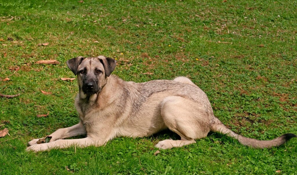 Kaza, Anatolische herdershond die nog dicht bij haar oorspronkelijke aard en uiterlijk staat. 