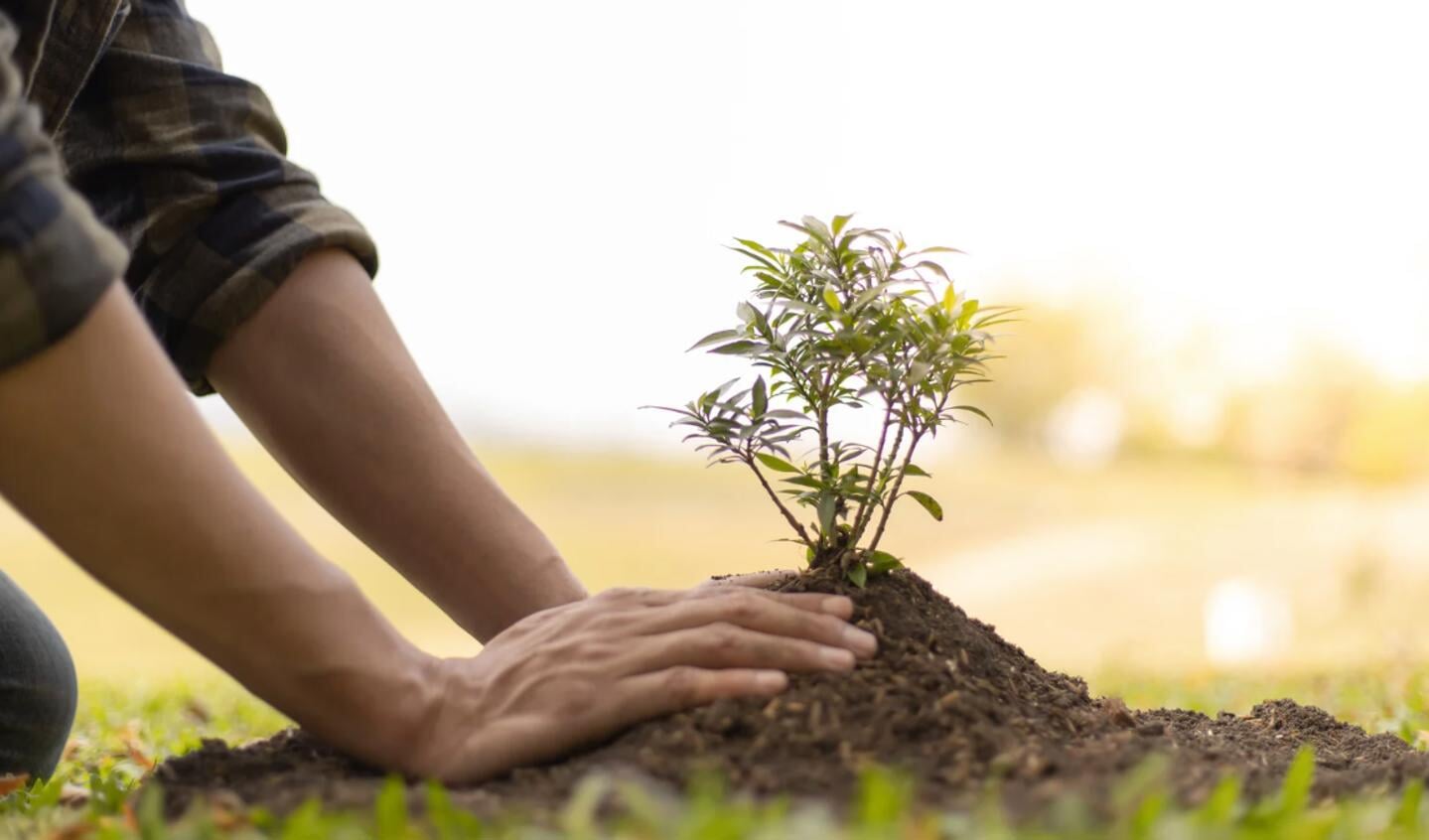 Het najaar is de ideale tijd om bomen te planten.