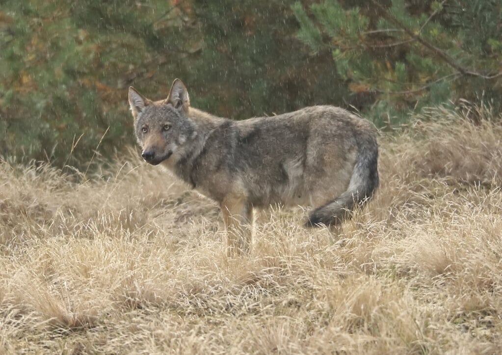 Barnevelder Gert-Jan van Sligtenhorst fotografeerde deze wolf zaterdagavond 10 september in nationaal park De Hoge Veluwe.