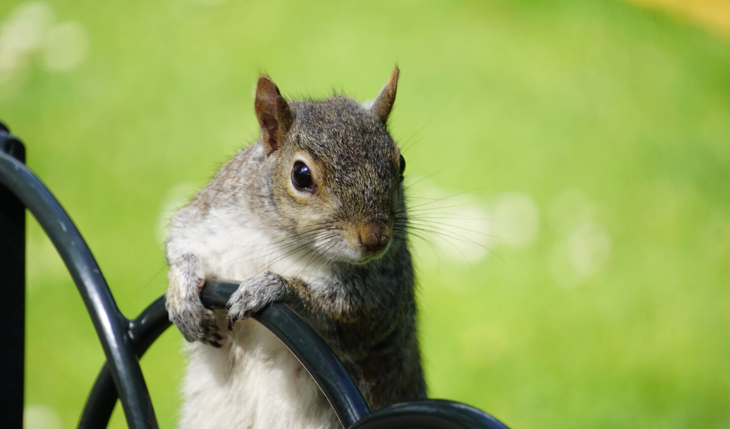 De foto is genomen op 14 augustus 2022 in ST James’s Park London. Op de foto is een eekhoorn te zie die er van houdt om op de foto gezet te worden.