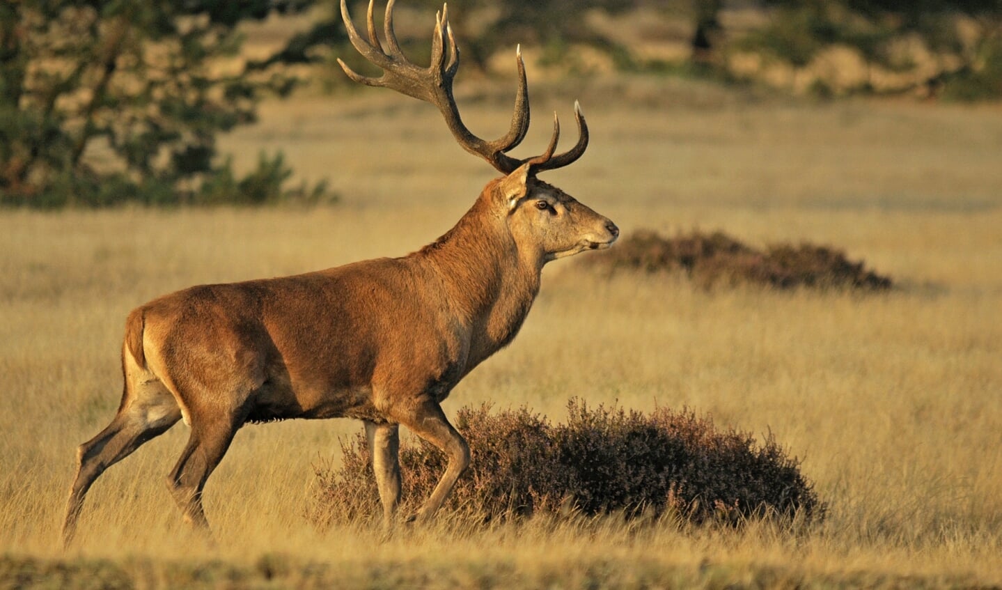 Wildobservatie-Edelhert