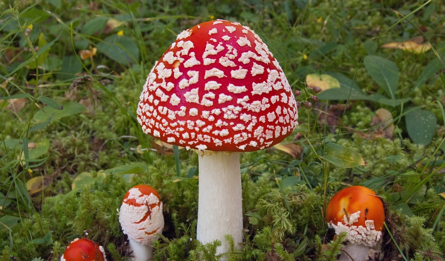Vliegenzwam (Amanita muscaria).