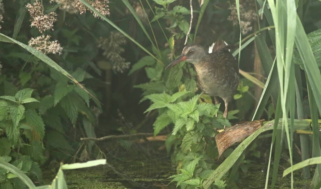 De waterral is te herkennen aan zijn merkwaardige geluid en zijn lange, rode snavel.