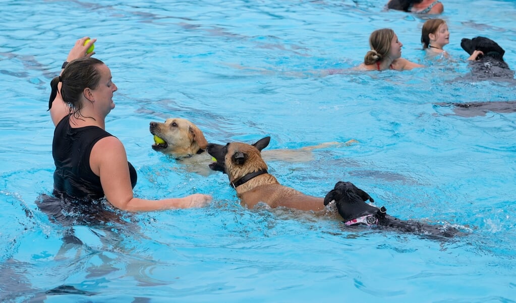Blafzwemmen, Hondenzwemmen