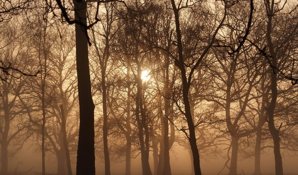 avondwandeling Wilbrinkbos