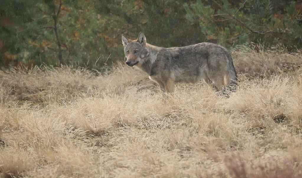 Een wolf in nationaal park De Hoge Veluwe.