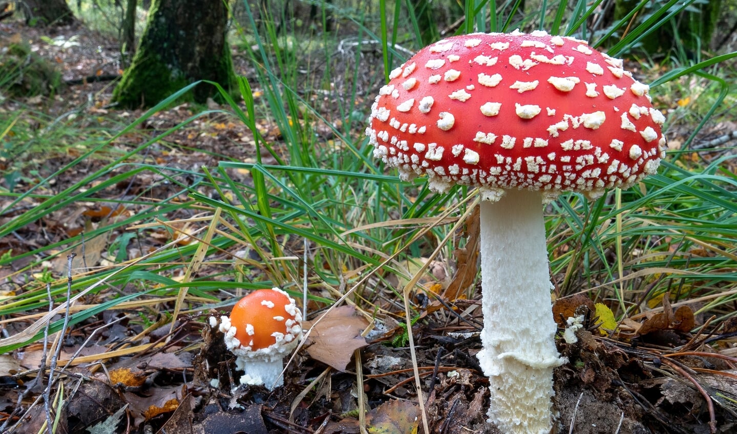 Voor iedereen die meer wil weten over paddenstoelen.