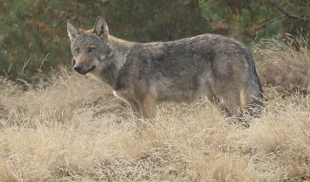 Een jonge wolf in nationaal park De Hoge Veluwe.