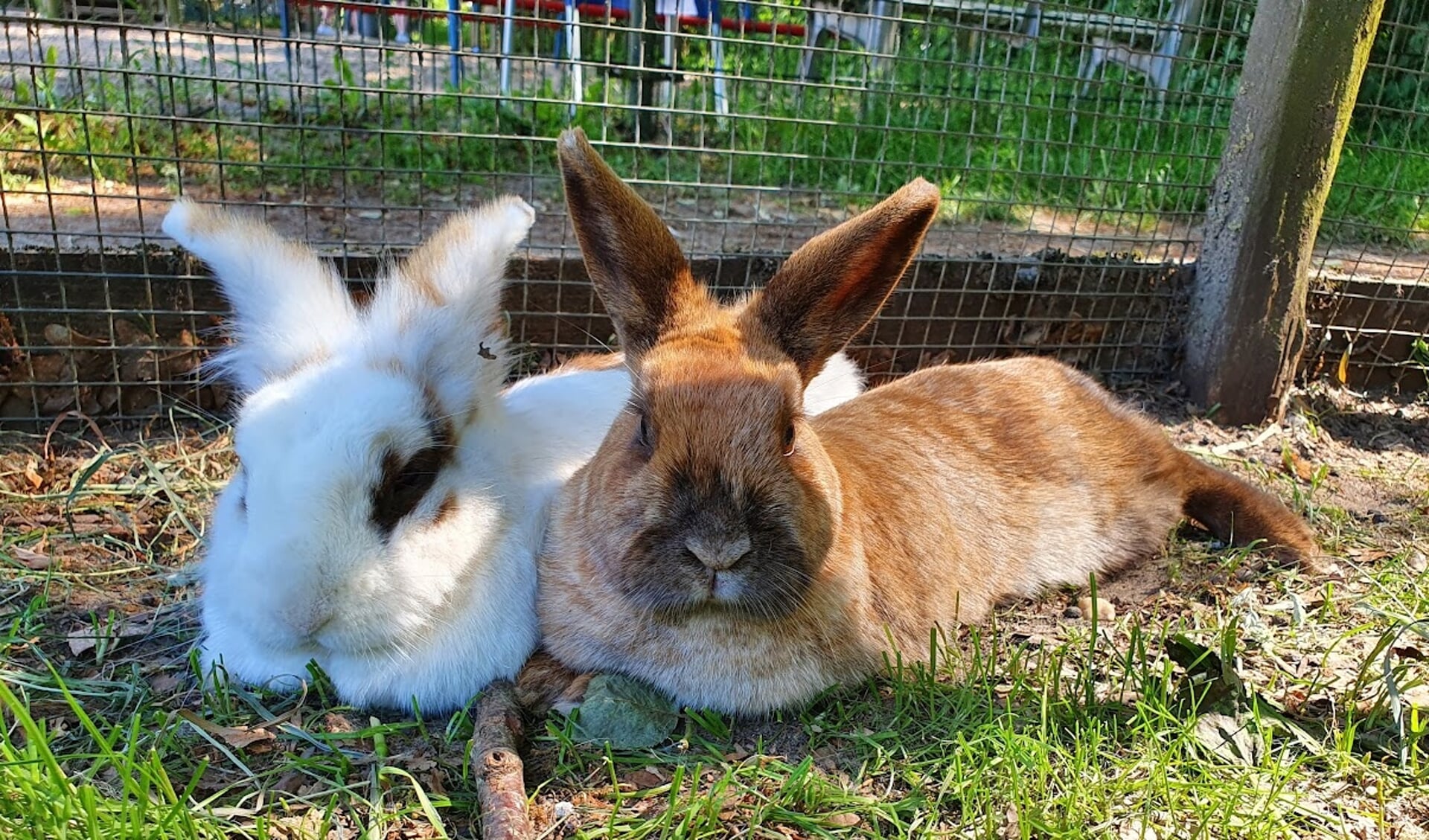 Kinderboerderij woest vanwege gedumpte konijnen: 'Diertjes overnemen gaat niet - Nieuwsblad De | Nieuws uit de Utrechtse Heuvelrug