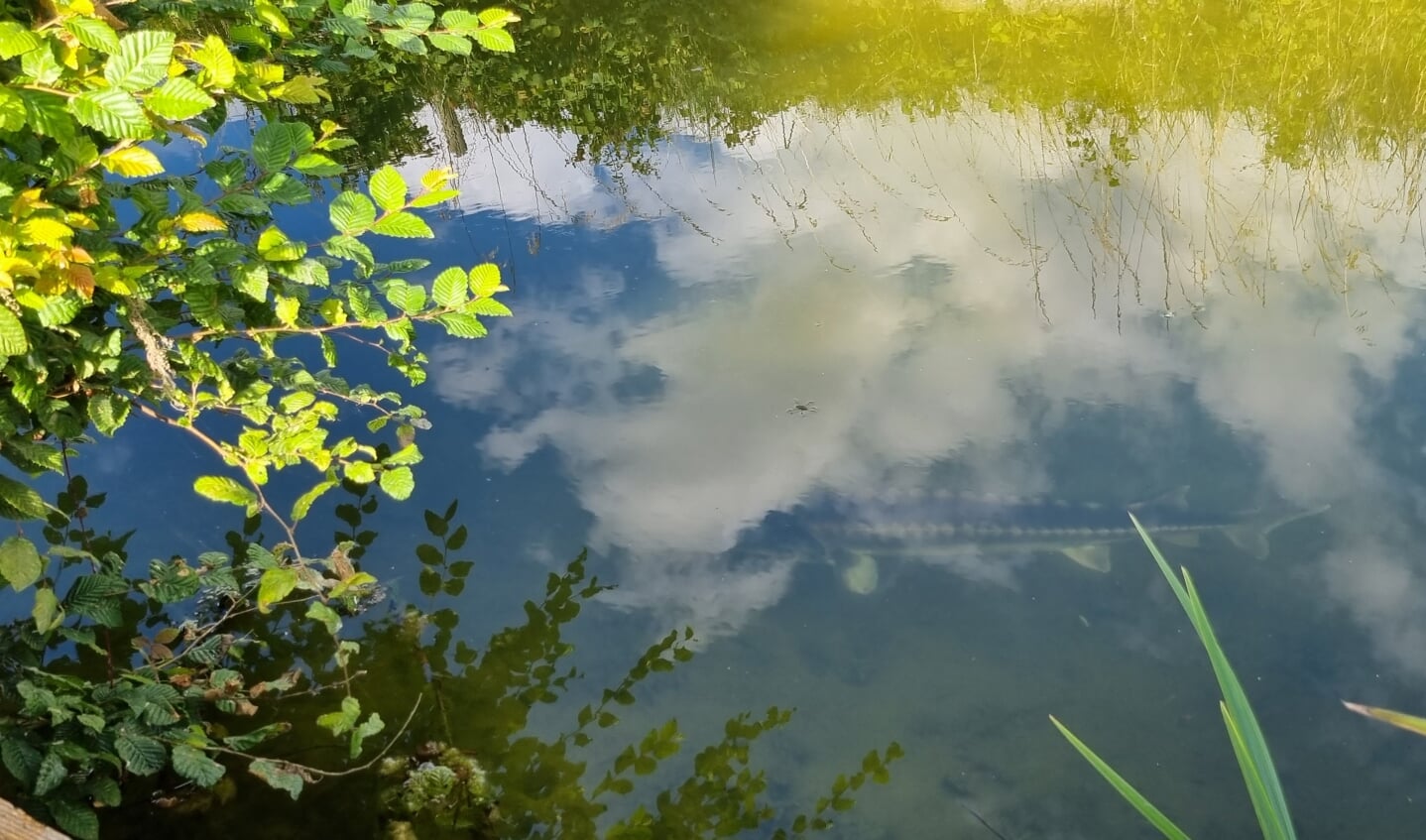 Deze foto is op 6 augustus gemaakt in de Betuwe en laat een grote steur zien die statig langs kwam zwemmen. Dat is ook de reden waarom ik de foto zo mooi vind: een dier helemaal in zijn element, figuurlijk en letterlijk in de wolken!