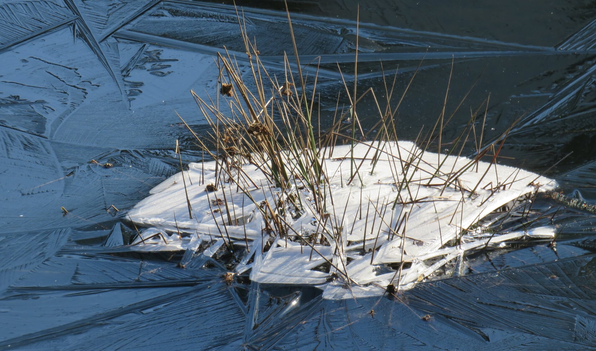 Het winterweer van de afgelopen dagen, zorgt voor mooie plaatjes. Dick Rustenburg spotte dit 'ijsboeket'.