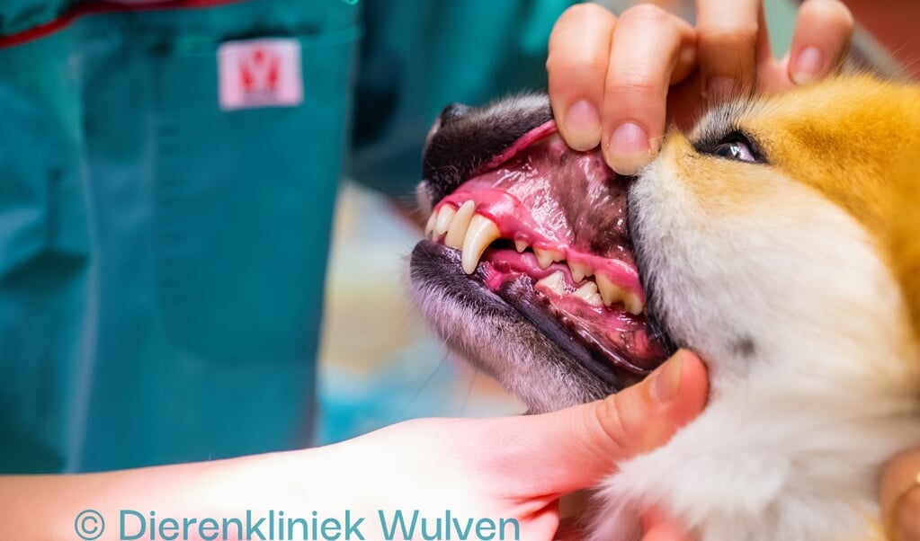 Regelmatige controles van het gebit zijn belangrijk voor de gezondheid van uw huisdier.