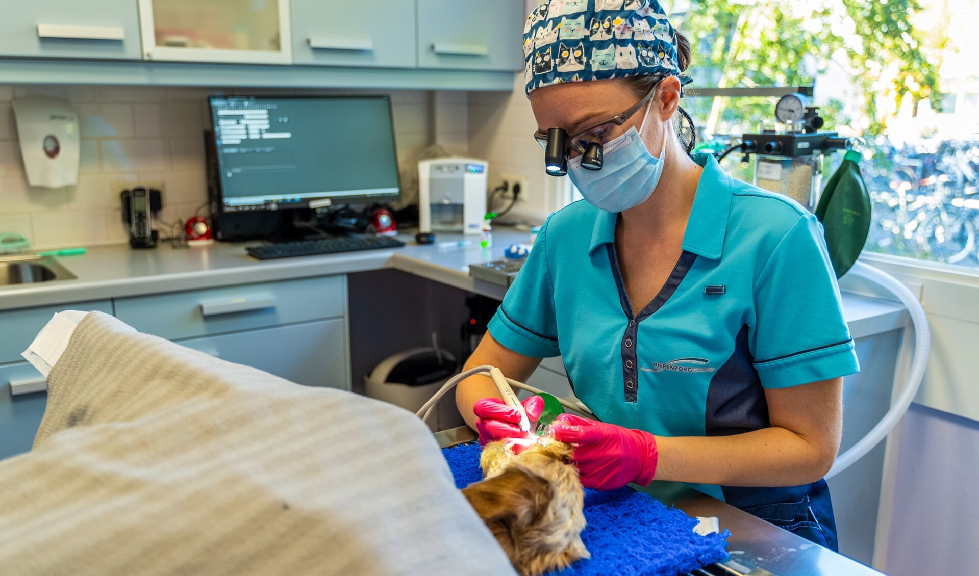 dierenarts Vivian van Essen tijdens een tandheelkundige behandeling van een hond