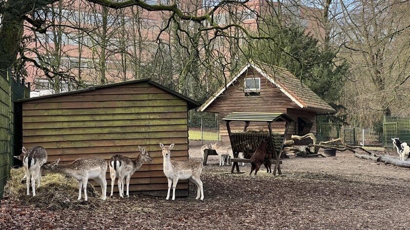 Hertenkamp transformeert naar kleine dierentuin