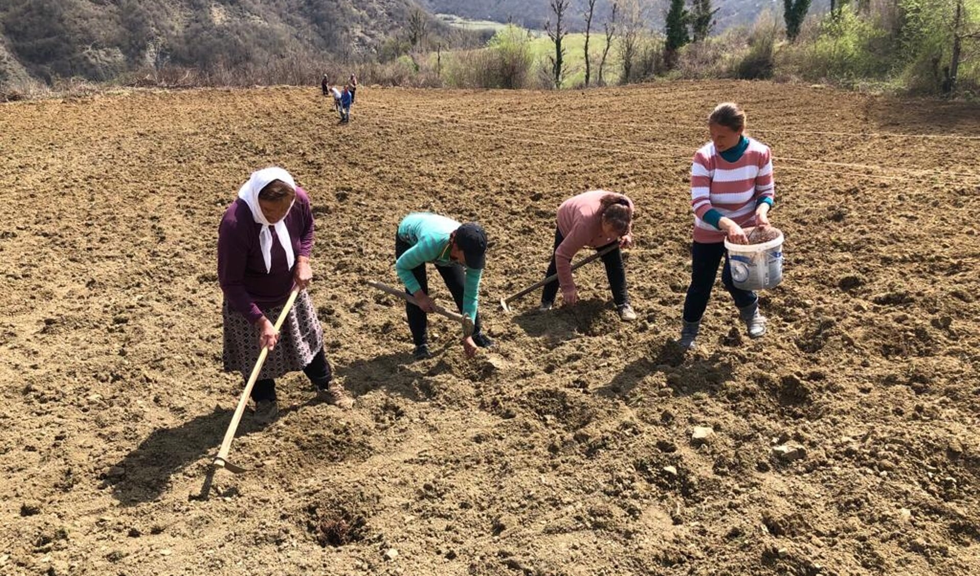 De vrijwilligers uit Garderen gaan onder andere helpen bij het poten van olifantsgras om huizen te verwarmen in Albanië.