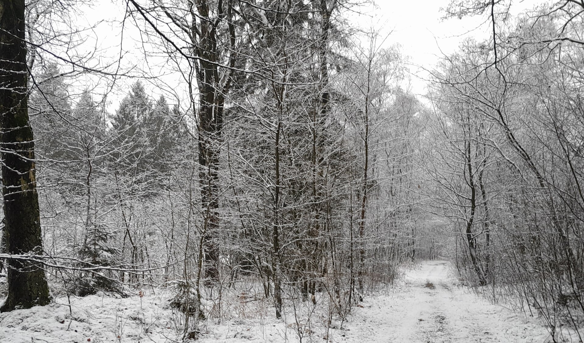 Sneeuw hebben we in januari gehad. Het was in het bos echt genieten.